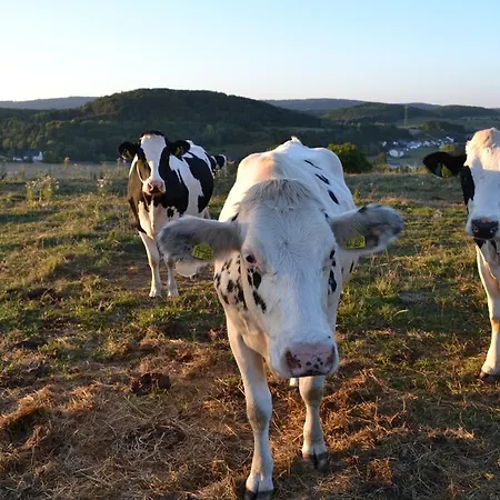 Feriehus Ferienhaus Ooser Talchen In Vulkaneifel Gerolstein